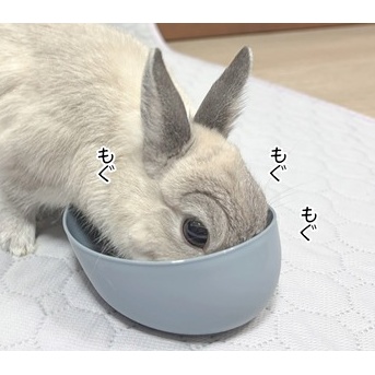 うさぎのルリ(9/9追記)