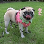 はなパグ