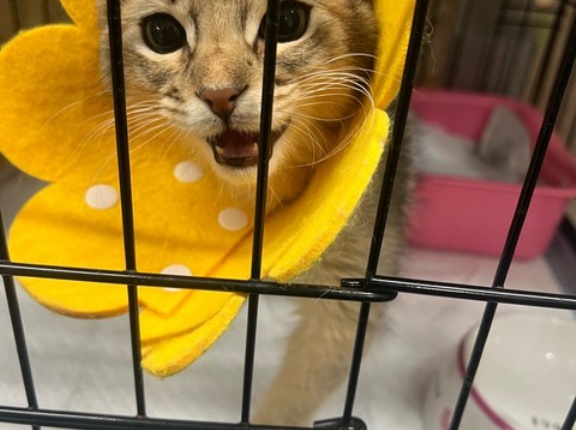 シェルターの子犬達も里親様募集します。