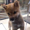 The 日本犬！