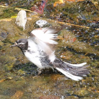 野鳥の観察を都内で