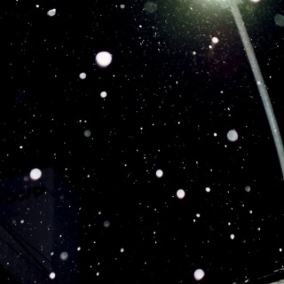 店長の犬猫な日々　山形ペットショップ　店長　ブログ