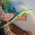 爬虫類倶楽部大宮店公式ブログ