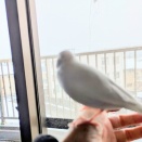 今年も文鳥に雪を見せてみました