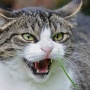 【衝撃】猫のじゃれあい、最新の研究で「ケンカ」なのか「遊び」なのか正確に見分けがつくようになる！！　→　ガチケンカの特徴はこちらｗｗｗｗｗｗ