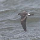コシジロウミツバメ荒海を飛ぶ Leach's Storm-petrel