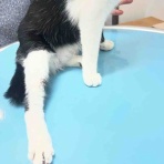 風の動物病院のブログ