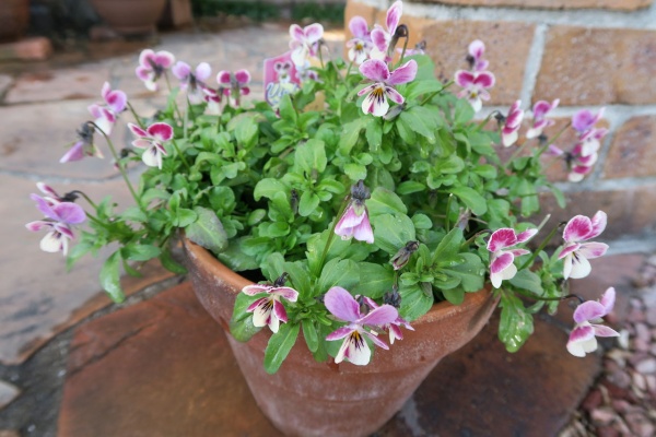 気ままな毎日 花とトイプードルに囲まれた生活 ビオラ