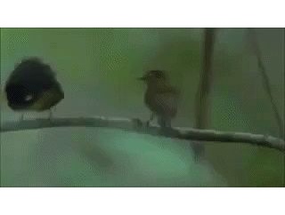 【ＧＩＦ画像】好きなgifｗｗｗｗｗｗｗｗｗｗｗｗｗ