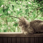 【悲報】ワイ将、保健所の犬猫引き取りページを閲覧し無事死亡