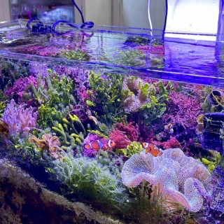 SONOアクアプランツファーム水草･海藻情報局