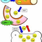 治療と運動｜ATTiVO（アッティーボ）/大阪
