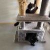 【ポチクロ猫日記】クロたん、ご飯を下げ渡してもらう【９日目】