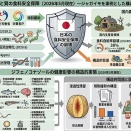 量の自給率停滞と質の安全性崩壊 ― ジャガイモ規制緩和が象徴する日本農業の危機