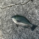 グレ釣り　津久見夏の陣