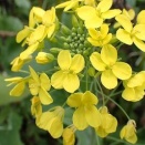 セイヨウアブラナ