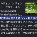 ティンティン
