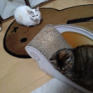 実物のﾈｺﾁｬﾝたちセカンド234