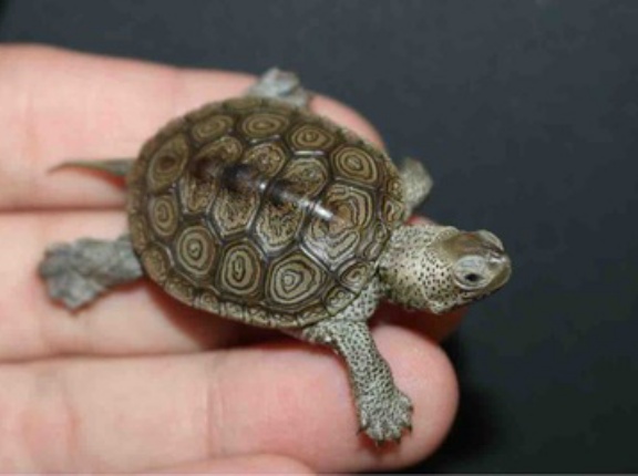 カメ新入荷！！ライマンやテラピンなど！