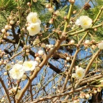函館発　　ぼうけんの旅