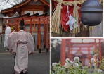 野襤褸菊