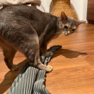 脱ぎたてのズボンを狙われ、変態になる飼い主…