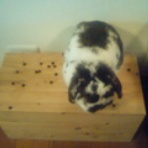 ＿＿＿兎時間＿＿＿