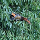 オシドリ餌を採る