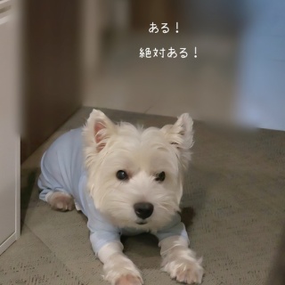 たかシェフのおうちごはん。と、白い犬。と、チワワ。