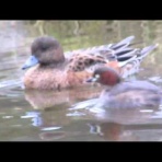 治水緑地の野鳥日記
