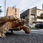 【画像】巨大亀の「ボンちゃん」、ゆっくりお散歩で街の人気者に