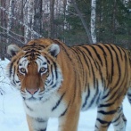 ロシア「お前らの国に生息する最大のネコ科の動物といえば何？」