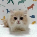 新しいねこちゃんの紹介です😸