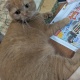 ウチの猫見てよ