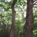 2026金龍寺のアオバズクを撮る8🦉📸（太田市）