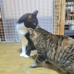 みにみゅう　猫の飼い主さん募集中　