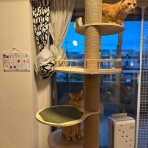 ねころぐ ～にゃんだかんだ幸せ猫多頭飼いの日々～