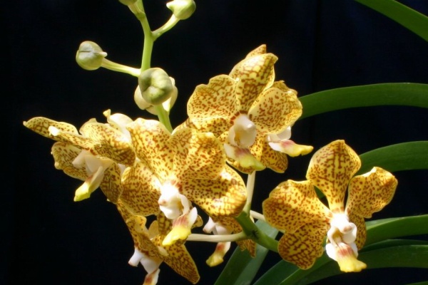 ランと遊ぶ Ascda