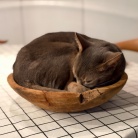 サラダボウルをベッドにしてた( •̄ .̱ •̄ )