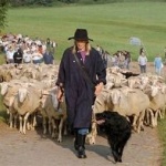 羊飼いが居眠りをしているあいだにヒツジ1000頭が脱走し町に押し寄せる