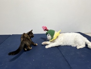 子猫と若い先住猫　20251124