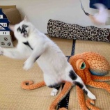 『猫の写真へたくそ選手権』の画像