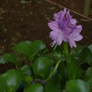ホテイアオイ　夏の花