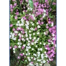 白のピンクパンサー