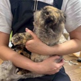『きゅんちゃん🐈見た目も心も素敵な変化❤️』の画像