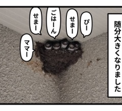 ツバメ巣立ちました