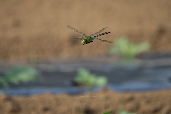 【送料無料】ソナポケ eyeronさん掲載ページ（約A3サイズ）#3416 送料無料】ソナポケ eyeronさん掲載ページ（約A3サイズ）#3416