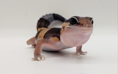 『爬虫類入荷情報！』の画像