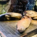 王子さまとベイエリア