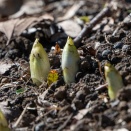 フクジュソウ　260117